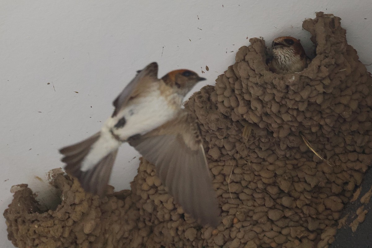 Fairy Martin - ML646815763