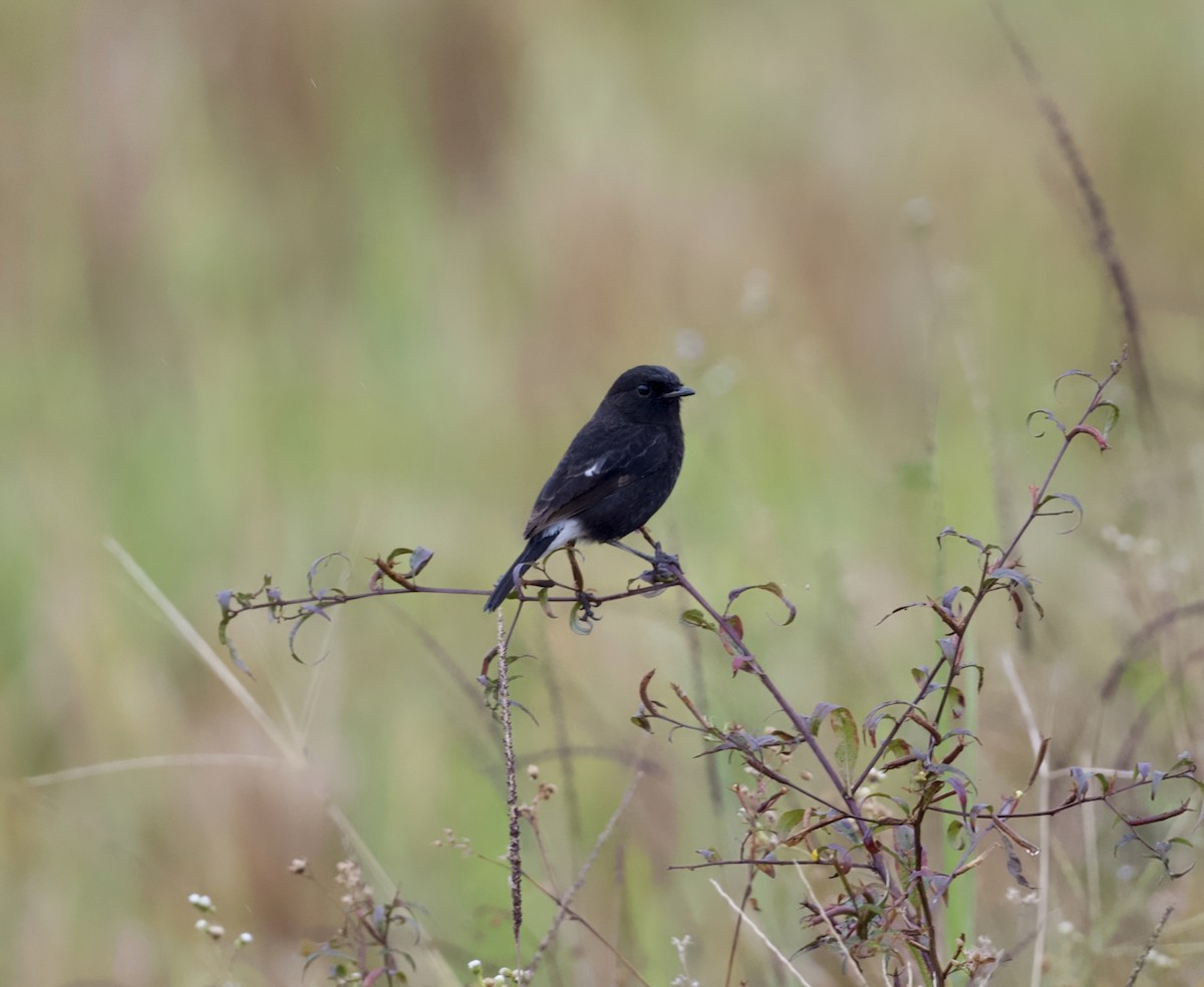 白斑黑石䳭 - ML646815764