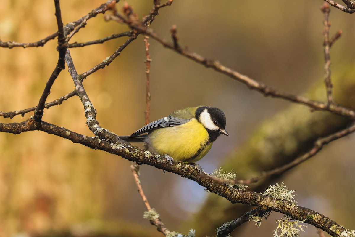 ヨーロッパシジュウカラ - ML646815766