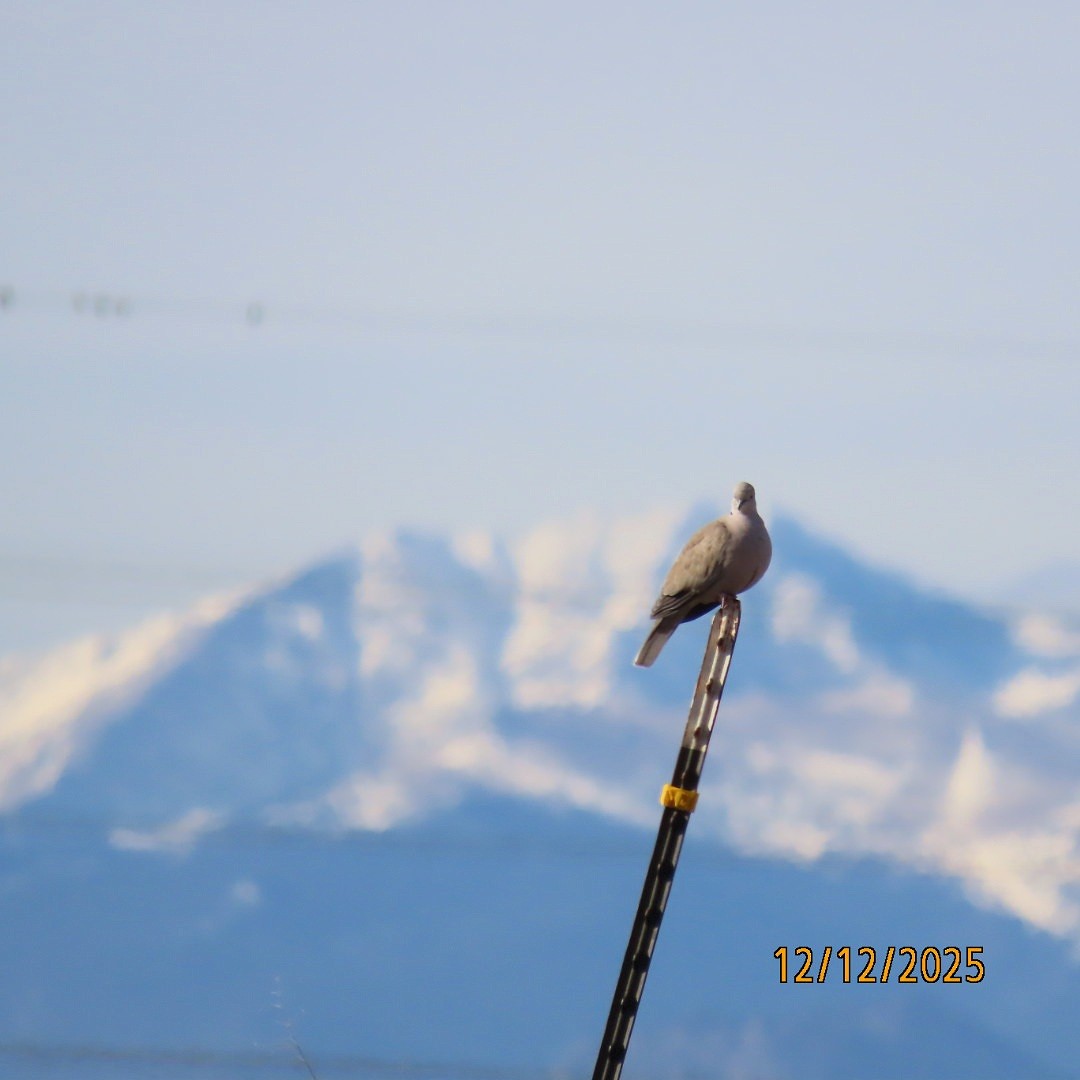 תור צווארון - ML646815767