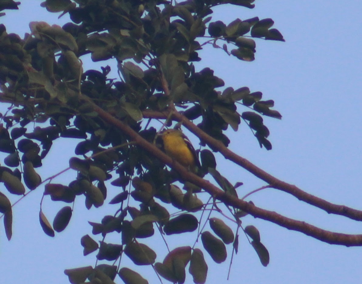 Common Iora - ML646815769