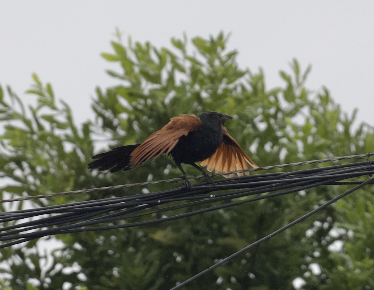 褐翅鴉鵑 - ML646815770