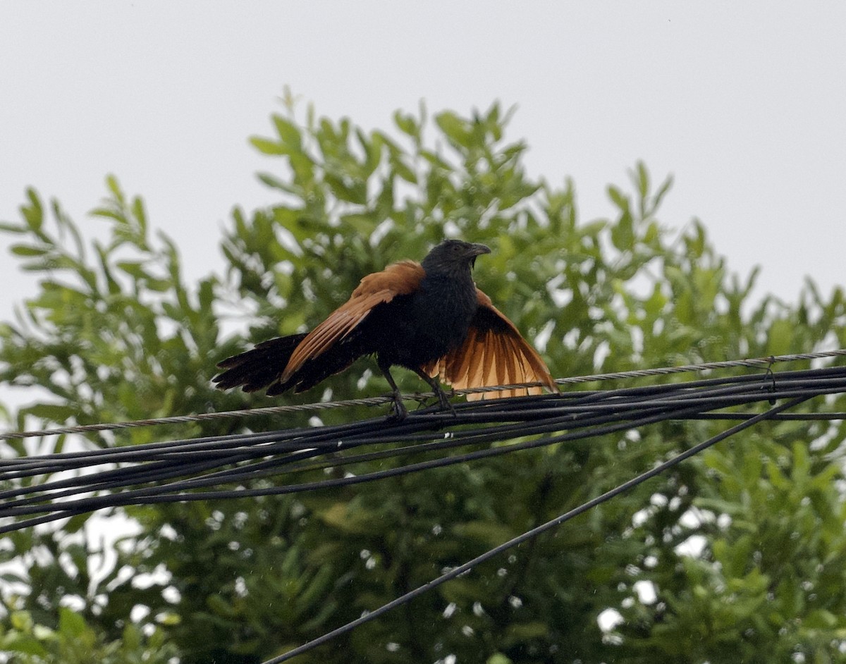 褐翅鴉鵑 - ML646815771