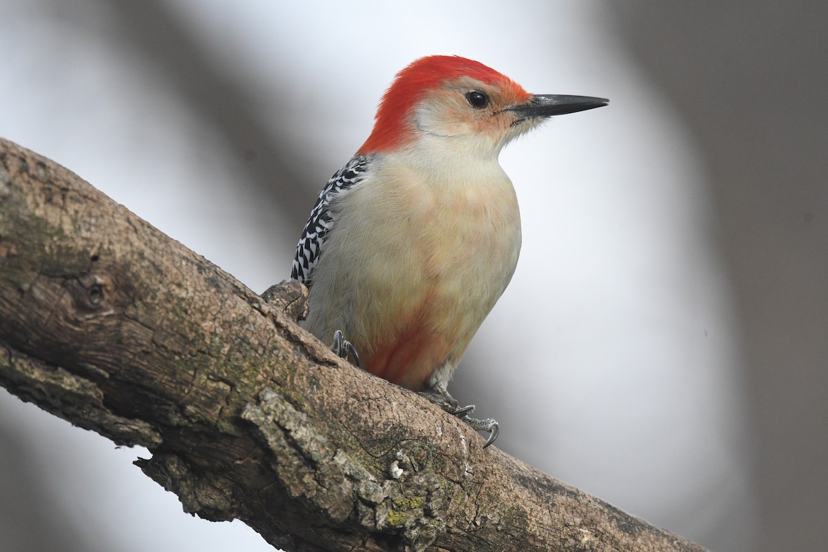 datel karolínský - ML646815772