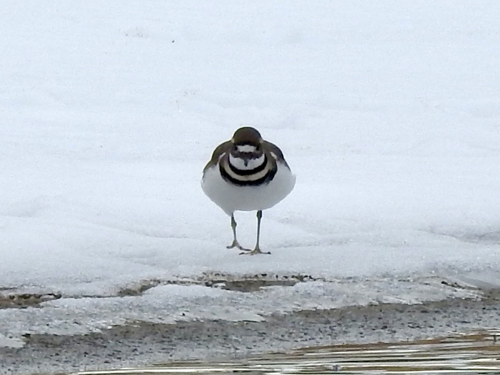 Killdeer - ML646815775