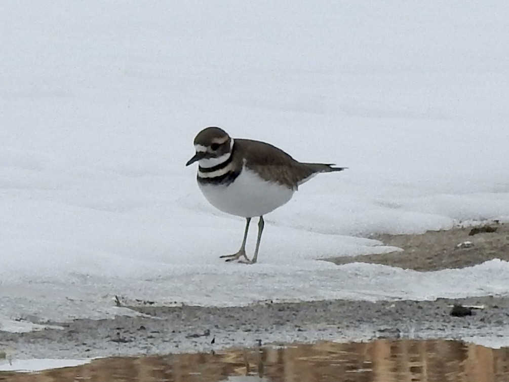 Killdeer - ML646815776