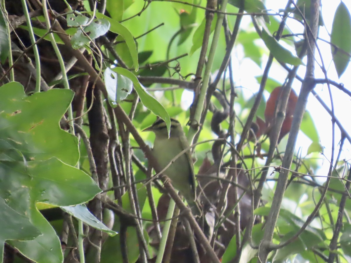 Worm-eating Warbler - ML646815777