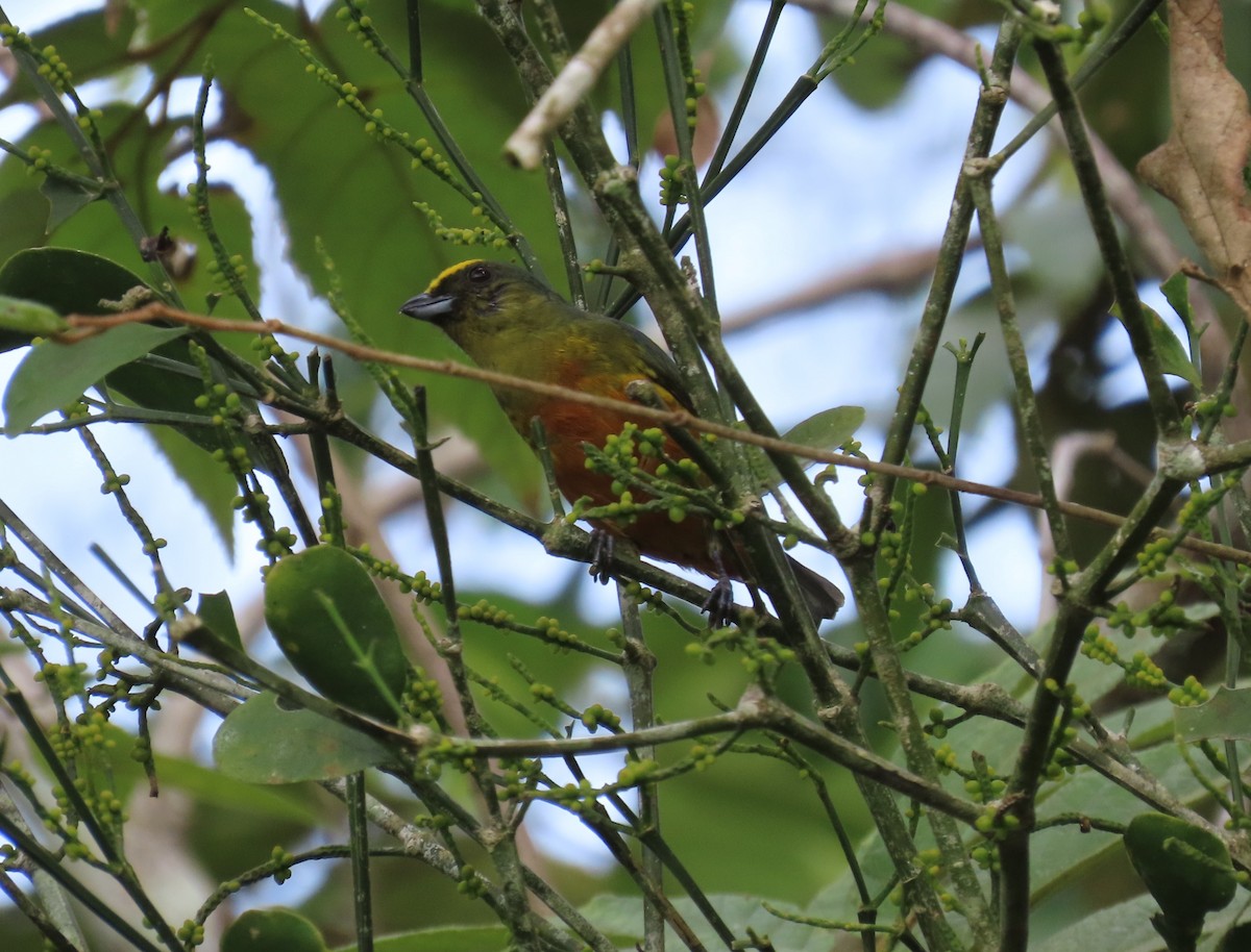 Olive-backed Euphonia - ML646815778