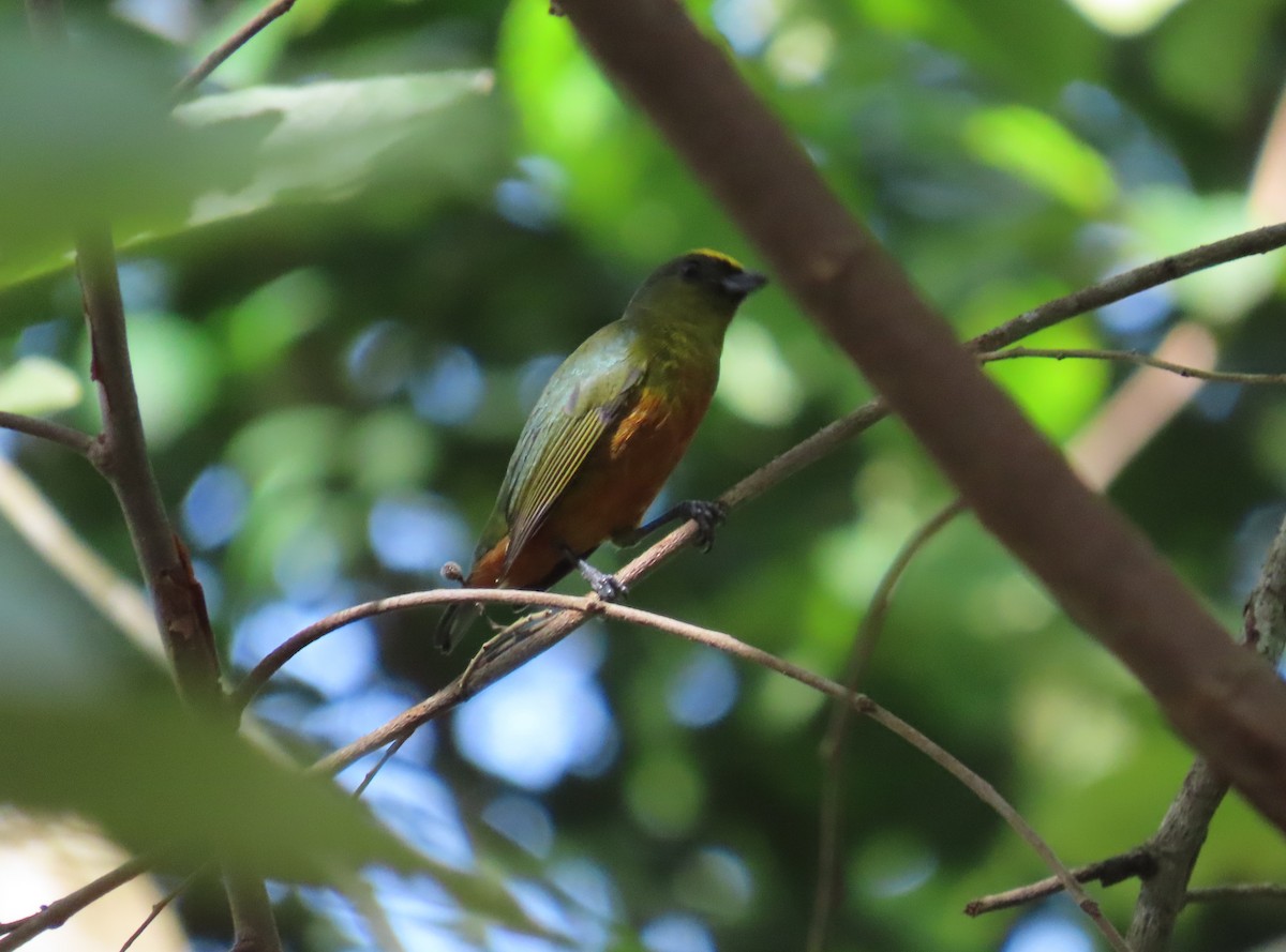 Olive-backed Euphonia - ML646815779