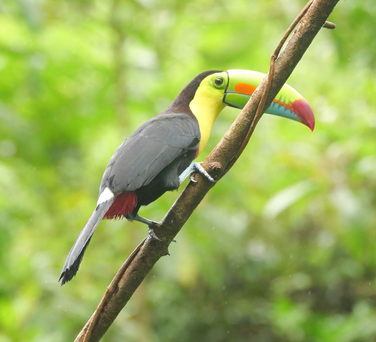 Тукан жовтогорлий - ML646815783