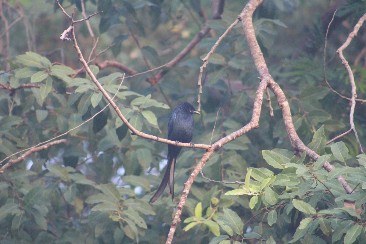 Black Drongo - ML646815784