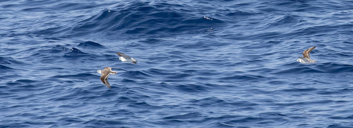 Red-necked Phalarope - ML646815785