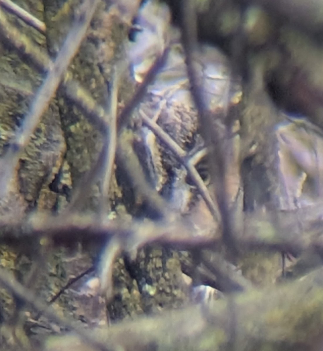 Long-eared Owl - ML646815787