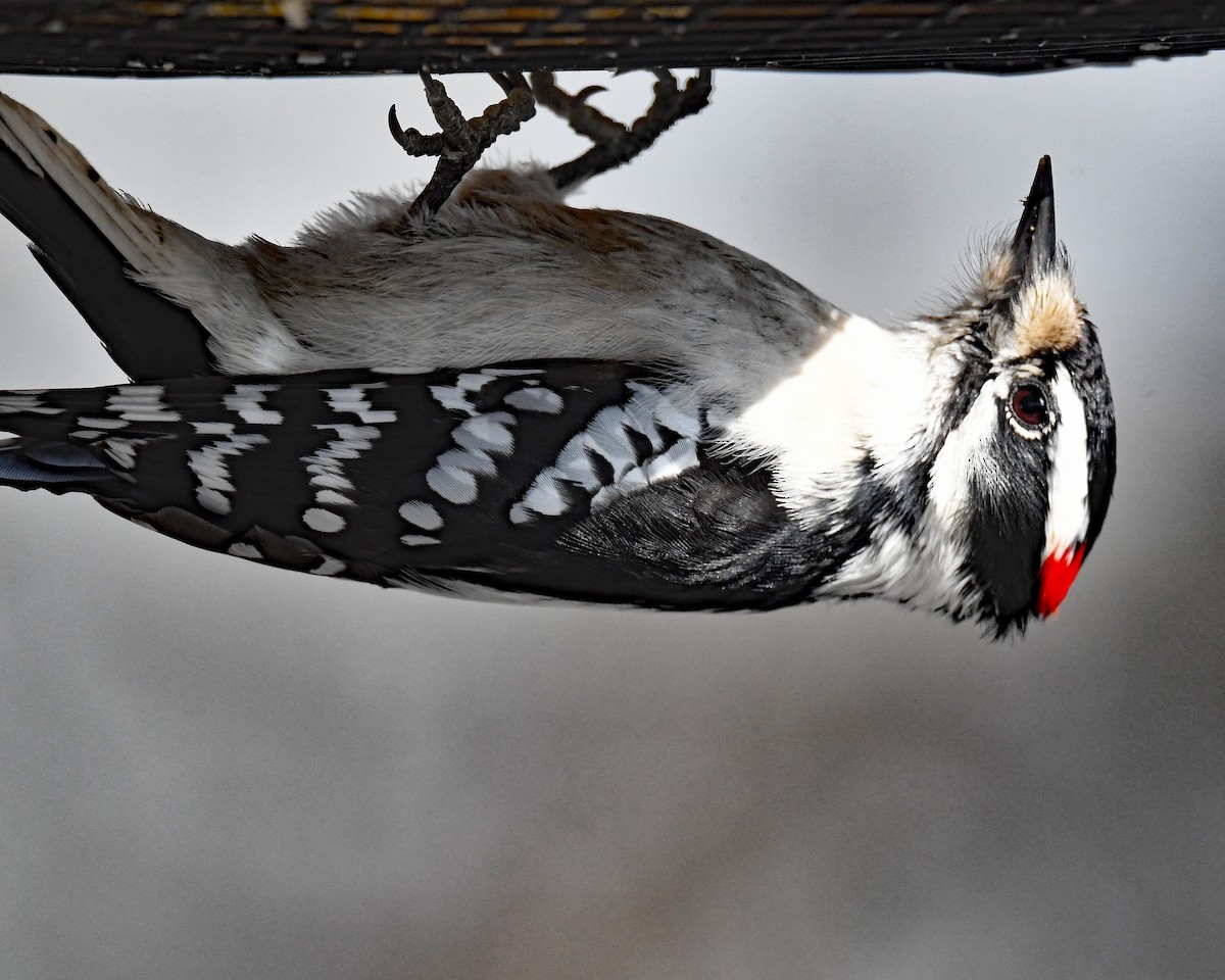 strakapoud osikový (ssp. pubescens/medianus) - ML646815788