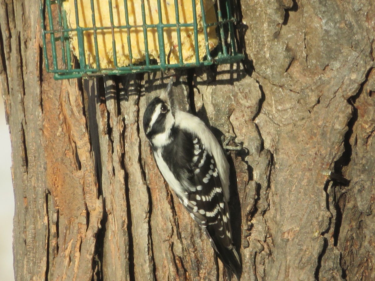 Дятел пухнастий - ML646815789