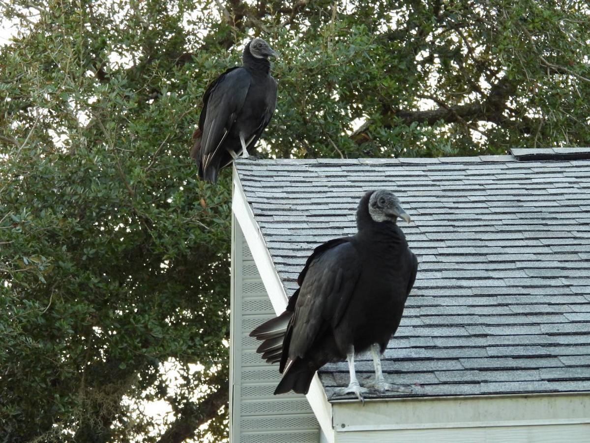 Zopilote beltza - ML646815792