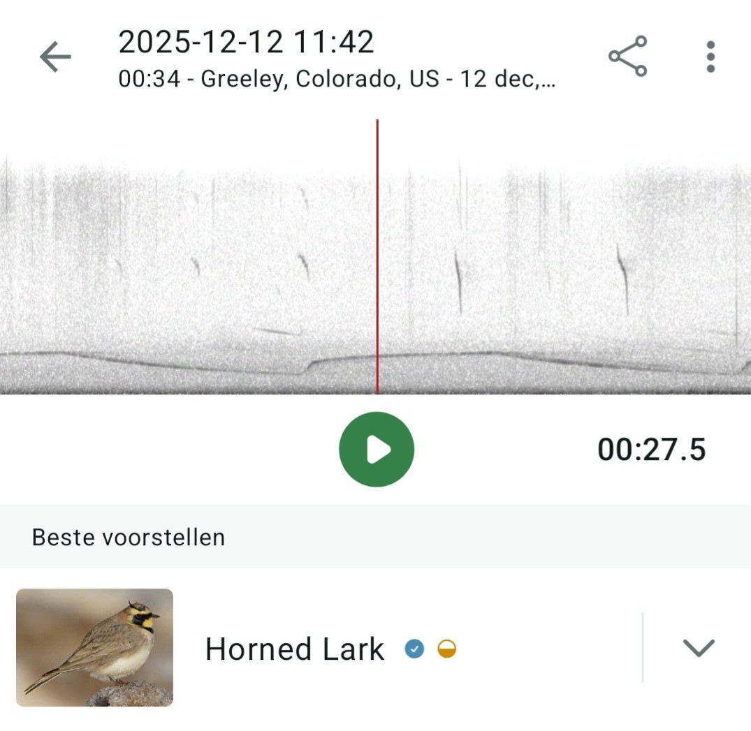 fjellerke - ML646815794