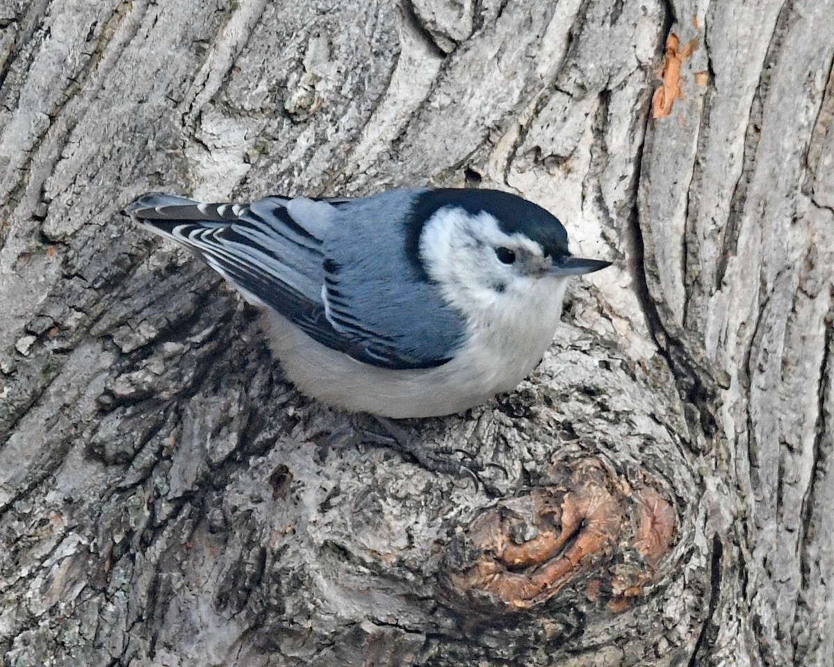 brhlík běloprsý (ssp. carolinensis) - ML646815798