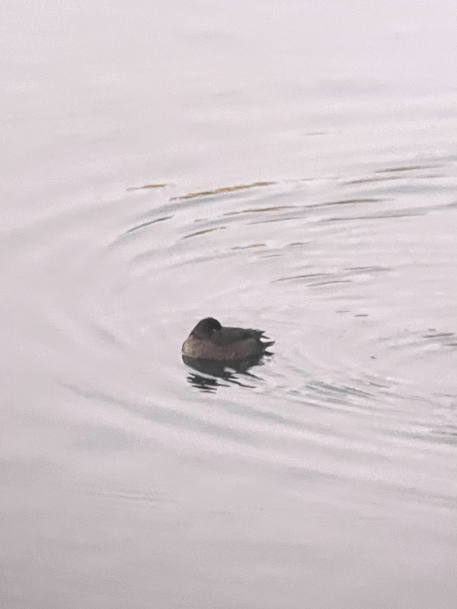 Murgilari txikia - ML646815803