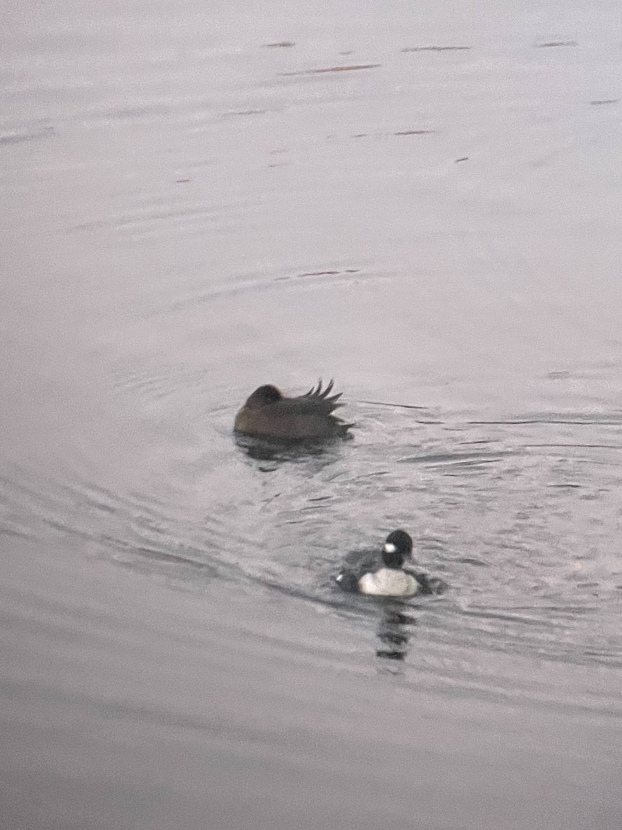 Murgilari txikia - ML646815804