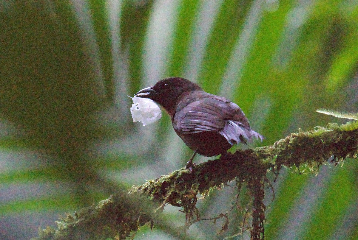 Habia Carinegra - ML646815805