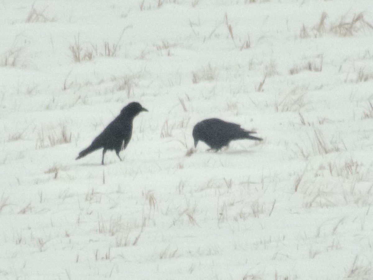 American Crow - ML646815808