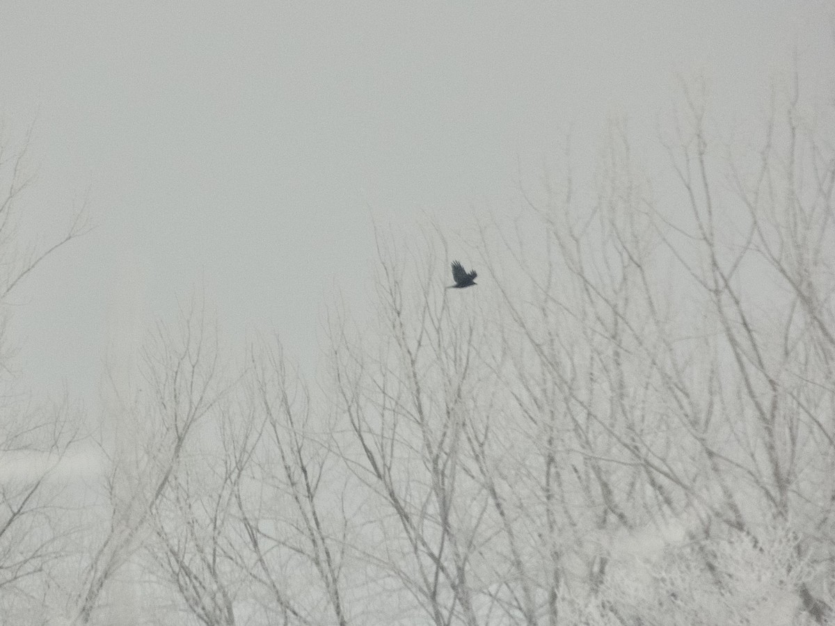 American Crow - ML646815810