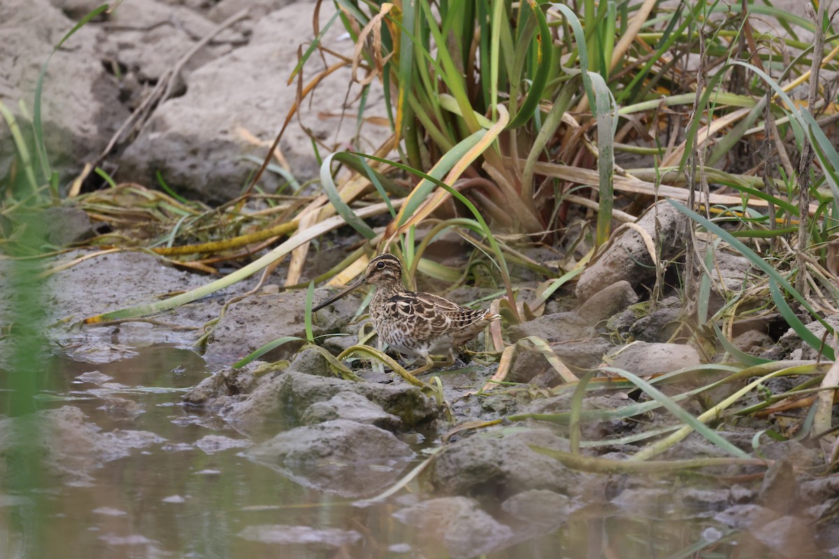 Latham's Snipe - ML646815811