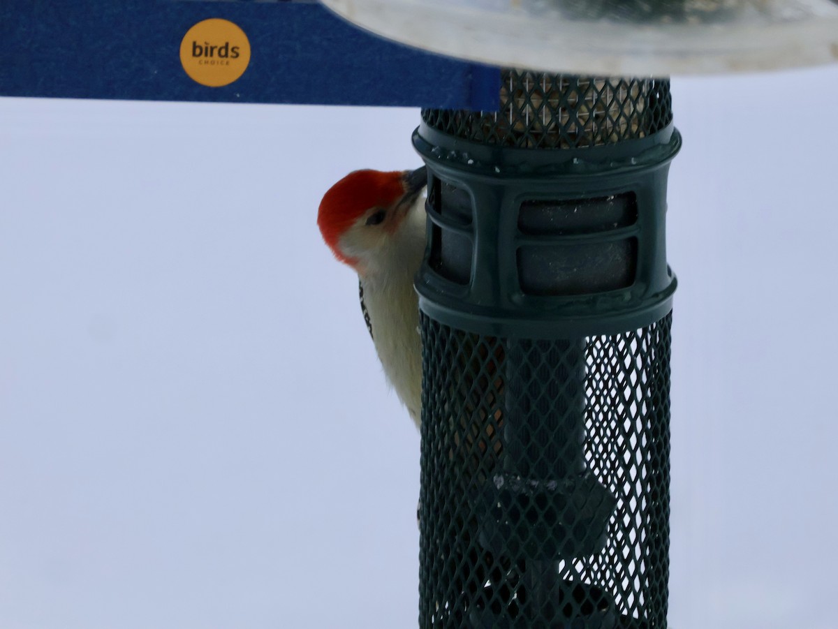 Red-bellied Woodpecker - ML646815812