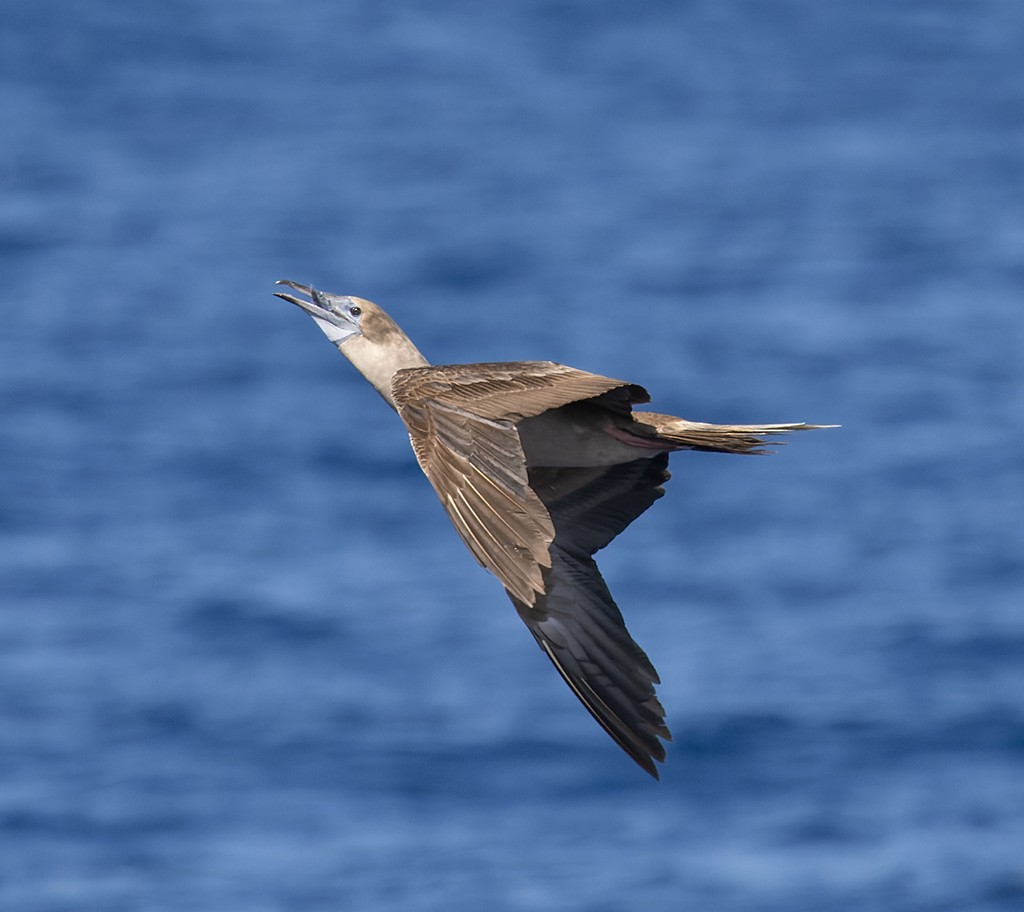 Kırmızı Ayaklı Sümsük (websteri) - ML646815813