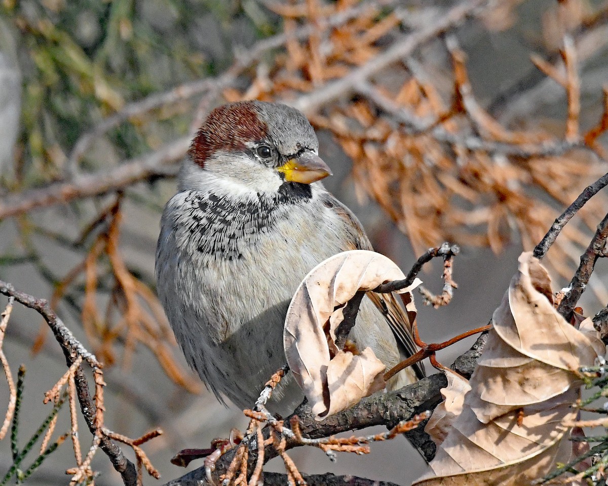 vrabec domácí - ML646815814