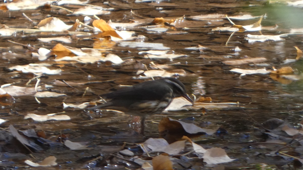 Louisiana Waterthrush - ML646815815