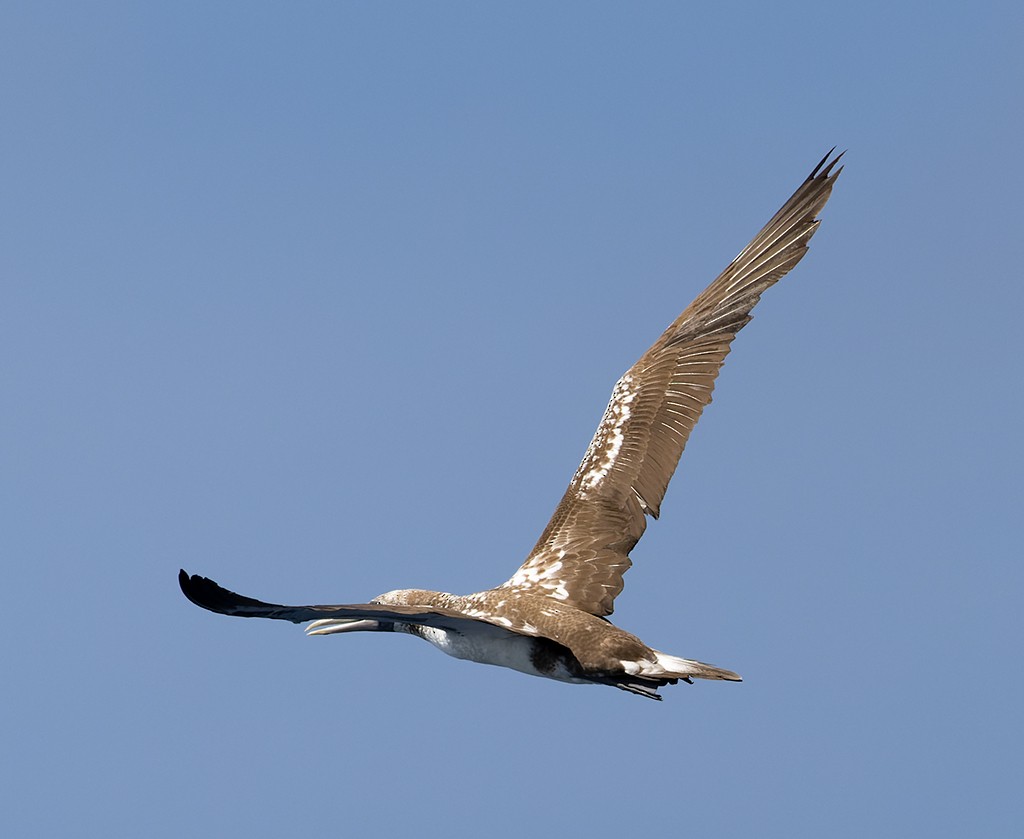 ナスカカツオドリ - ML646815817