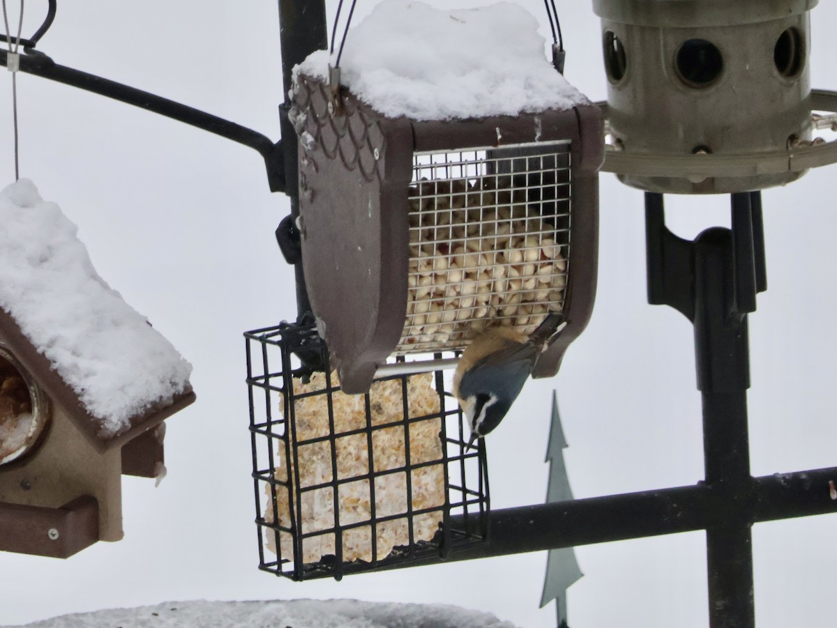 Red-breasted Nuthatch - ML646815818