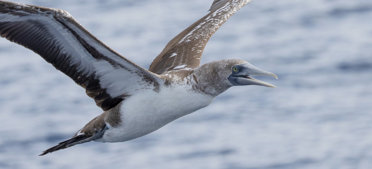 ナスカカツオドリ - ML646815821