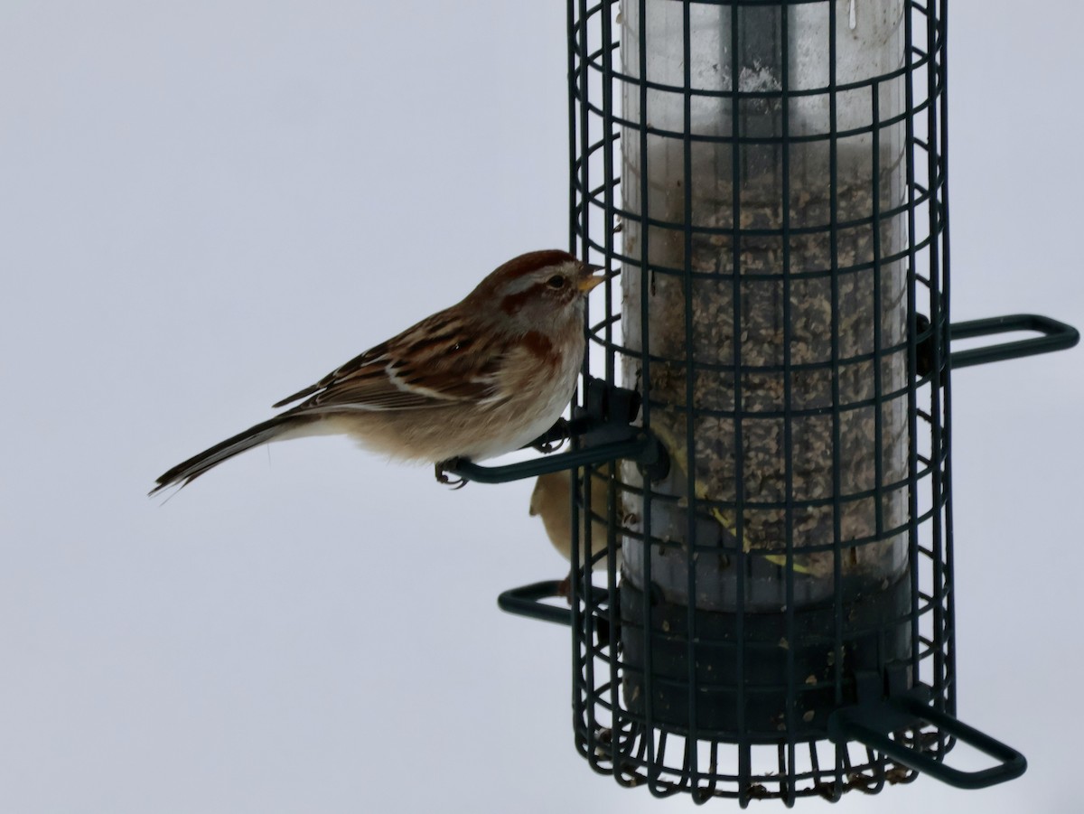 American Tree Sparrow - ML646815823