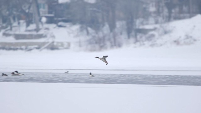 Большой крохаль - ML646815824