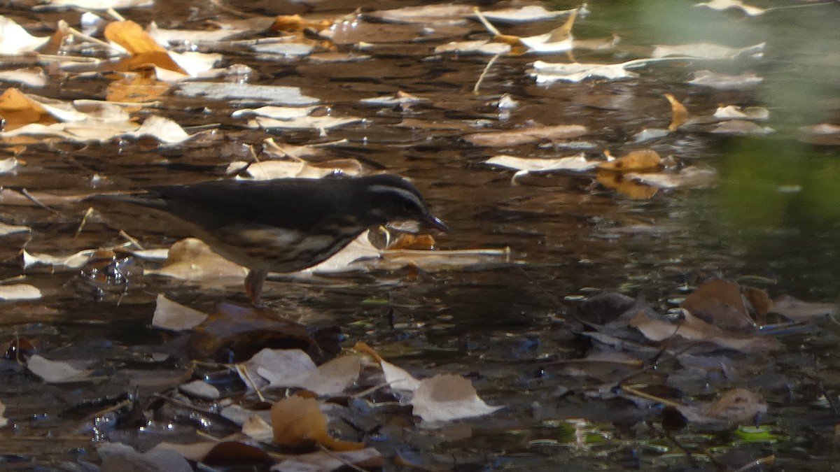 Louisiana Waterthrush - ML646815825