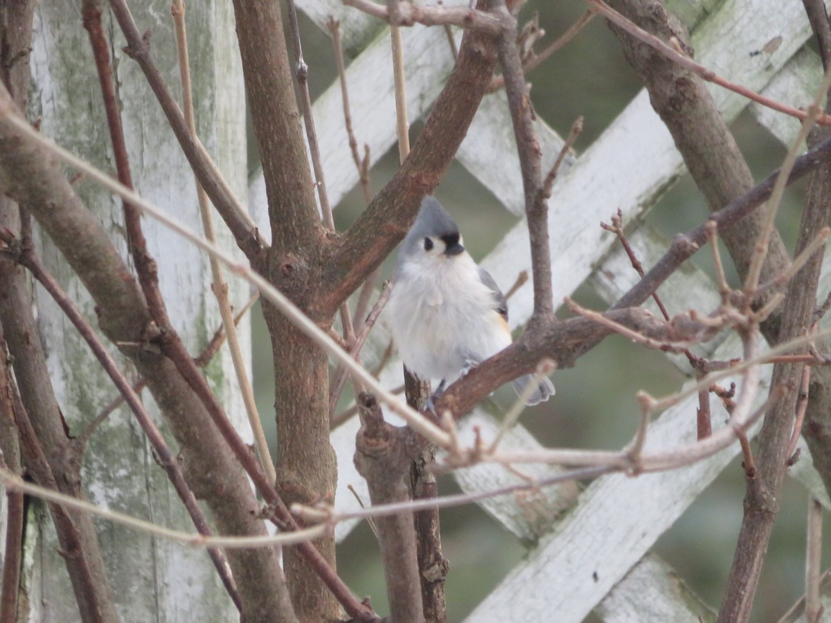 Синиця гострочуба - ML646815826