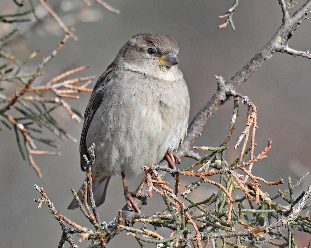 vrabec domácí - ML646815827