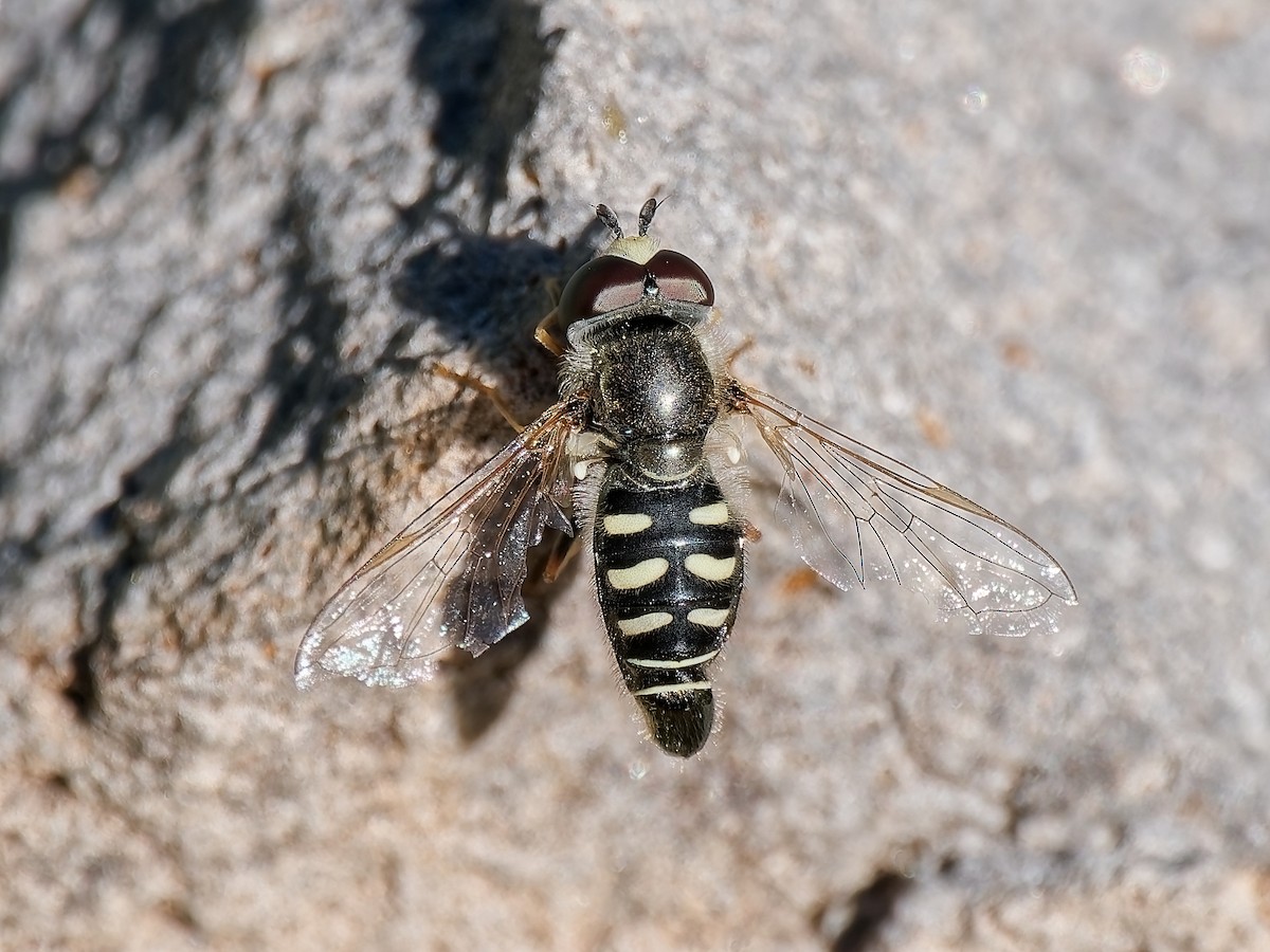 フタホシヒラタアブ属 - ML646815828