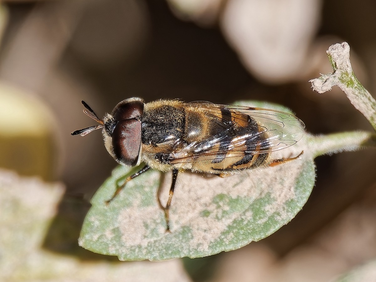 Bromeliad Flies - ML646815829