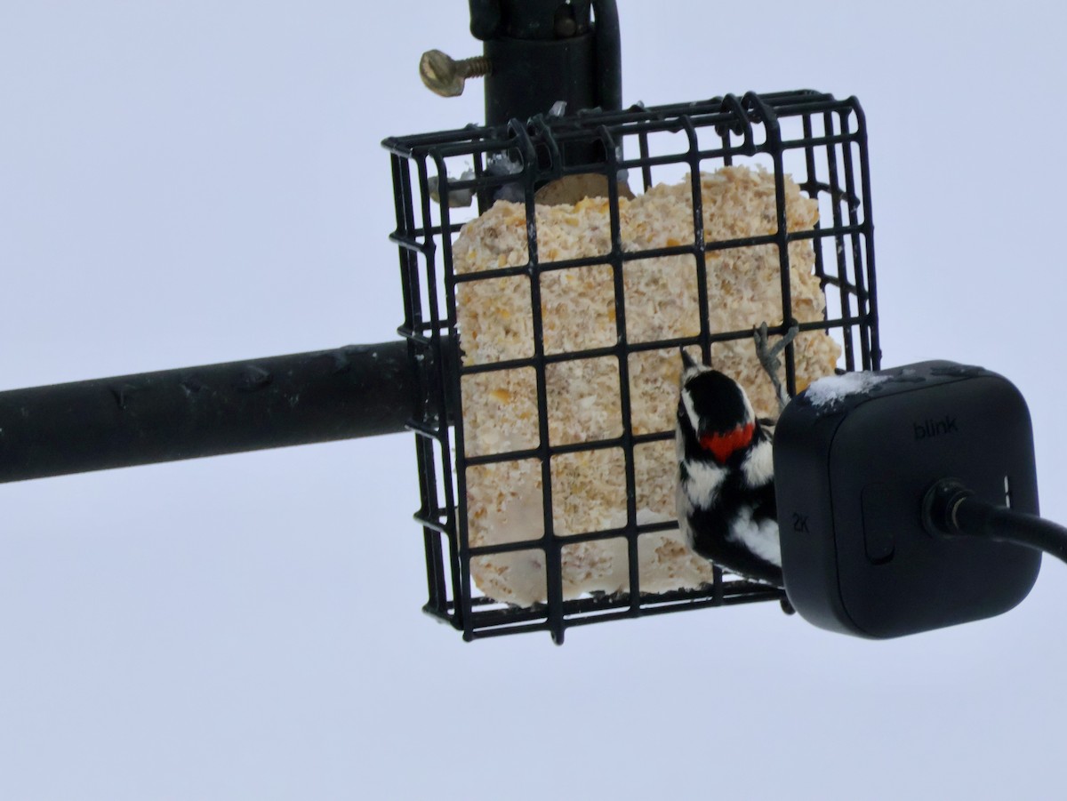 Downy Woodpecker - ML646815830