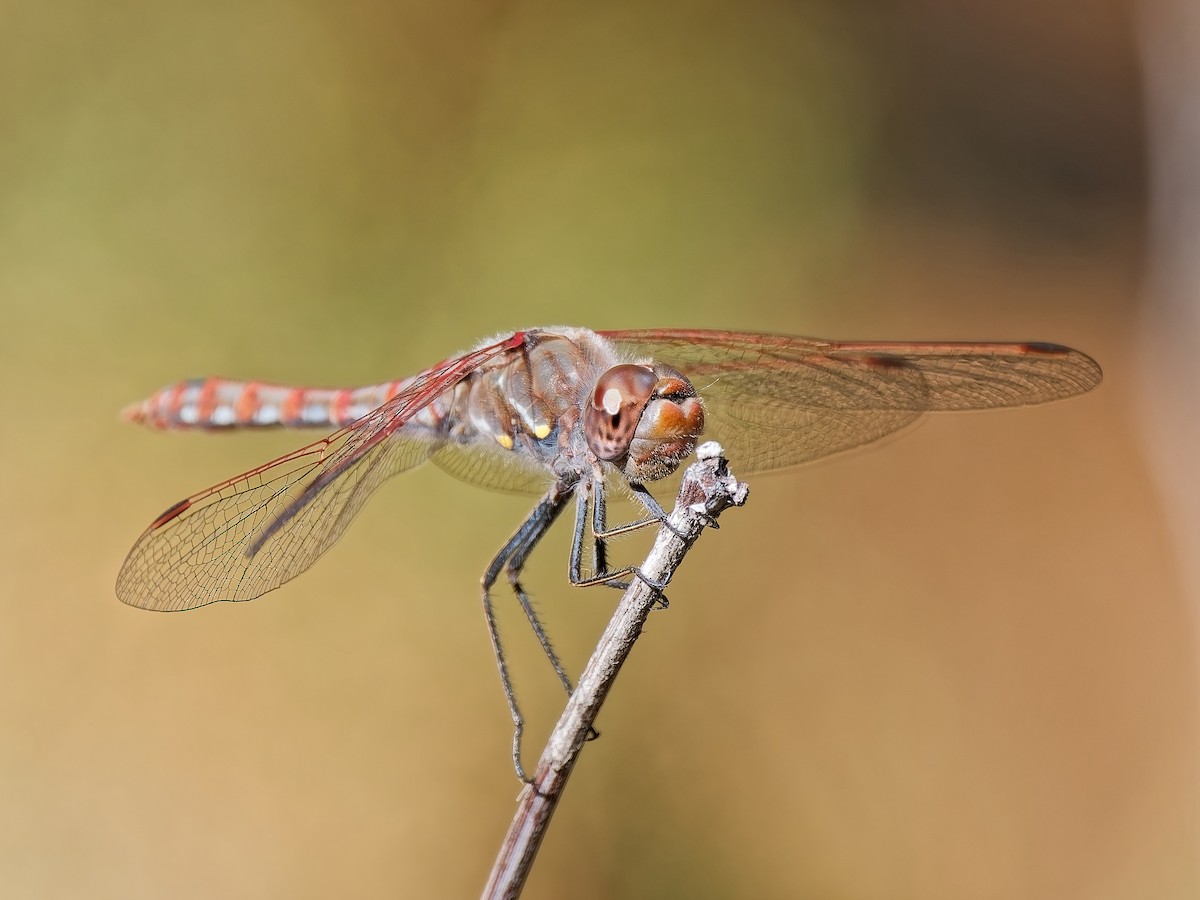 Variegated Meadowhawk - ML646815831
