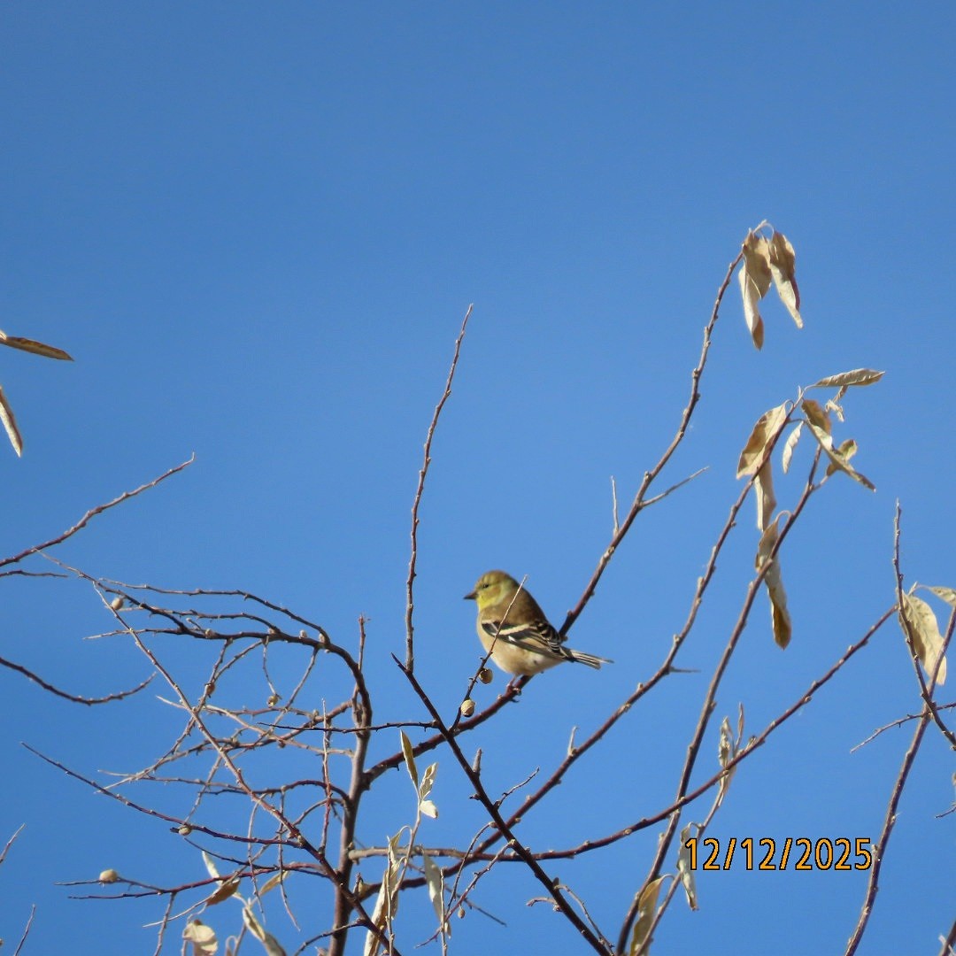 gulstillits - ML646815832