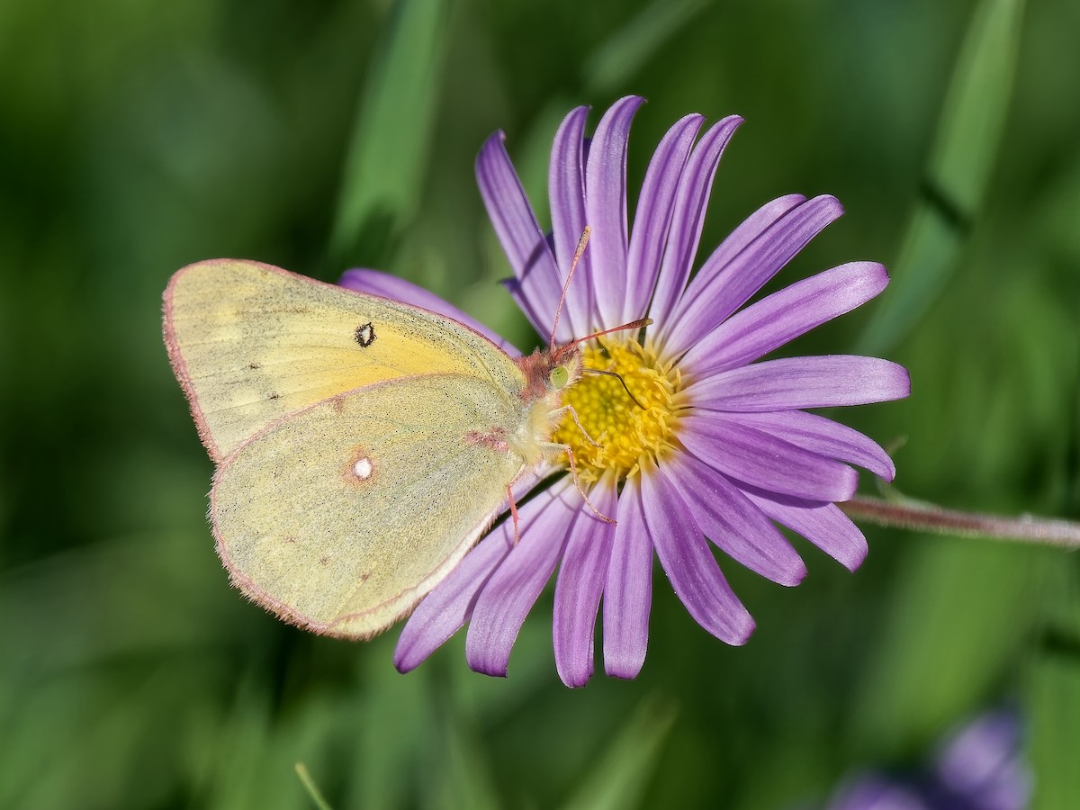 オオアメリカモンキチョウ - ML646815833