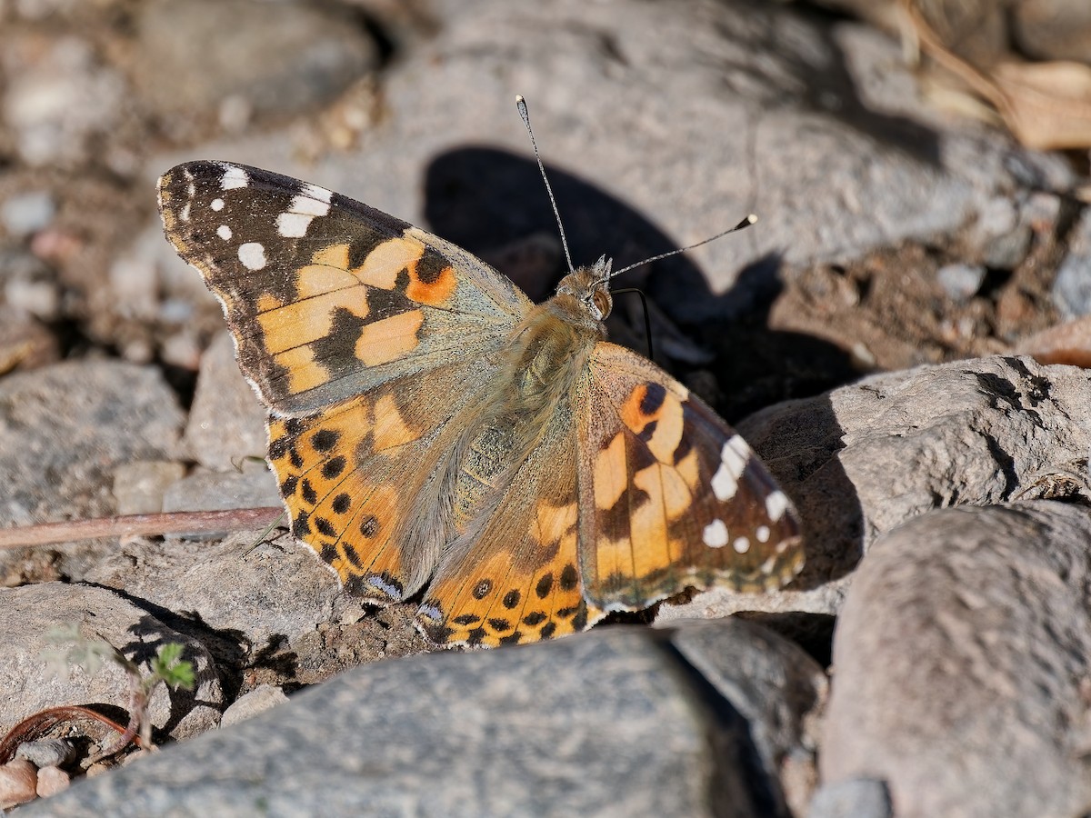 ヒメアカタテハ - ML646815834