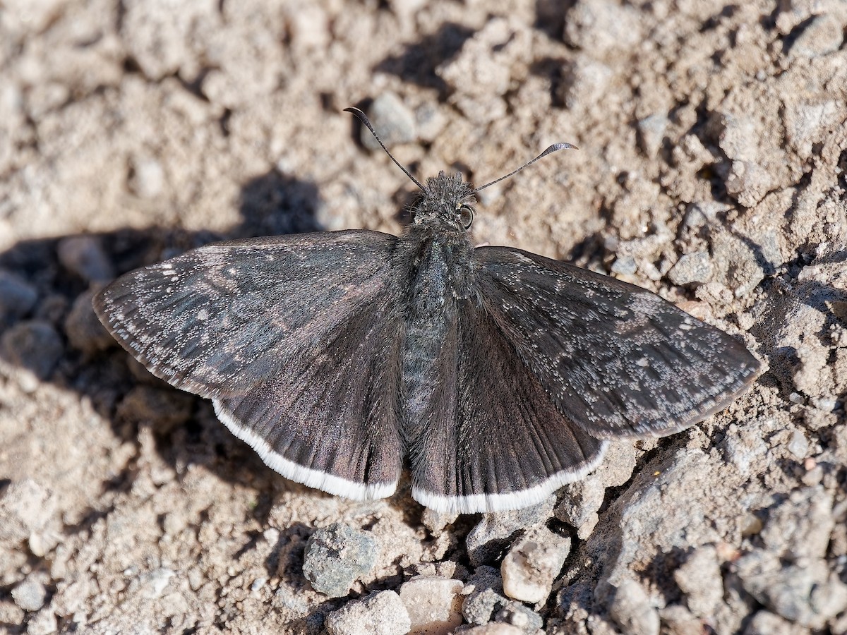 モフクミヤマセセリ - ML646815835