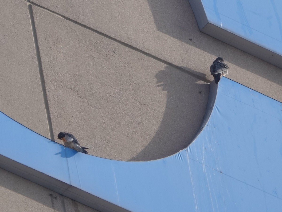 Peregrine Falcon - ML646815840