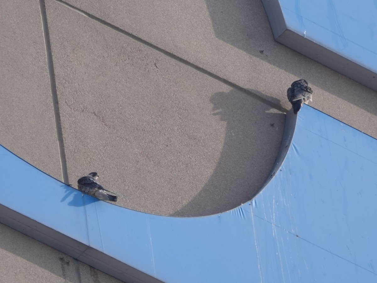 Peregrine Falcon - ML646815841